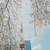 しだれ桜と東京タワー