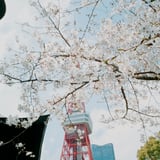 増上寺の桜