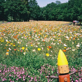 アイランドポピー畑