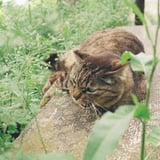 怒られた