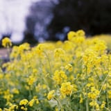 菜の花