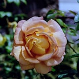 スペインの町に咲く薔薇