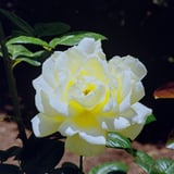 スペインの町に咲く薔薇