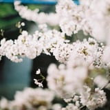 フィルムで初めての春