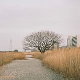 ほんの一本