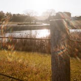 武蔵野の森公園