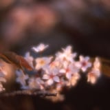 麗しの春