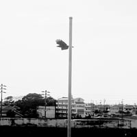 ななしの緑のプロフィール画像