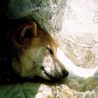Us0oNM5rQのプロフィール画像