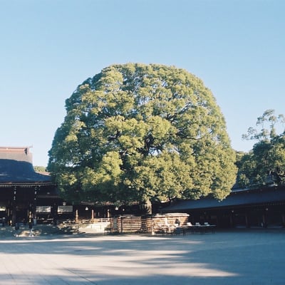 大きな木に会いに