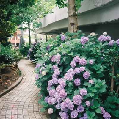 今年の紫陽花