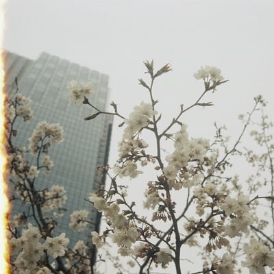 ミッドタウンと桜と一枚目