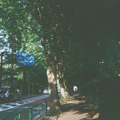 青山霊園を散歩