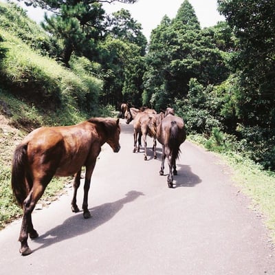🐴渋滞中