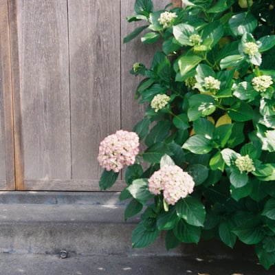 ピンクの紫陽花