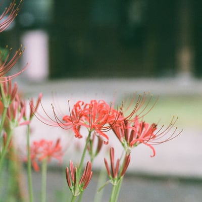 彼岸花