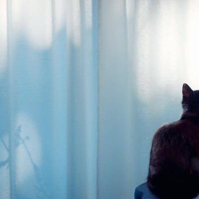 猫の日2025