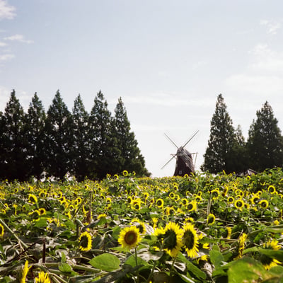 向日葵🌻