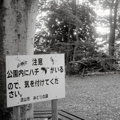 蜂がいる