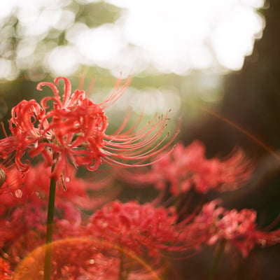 曼殊沙華