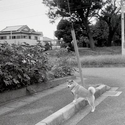 ワンコ