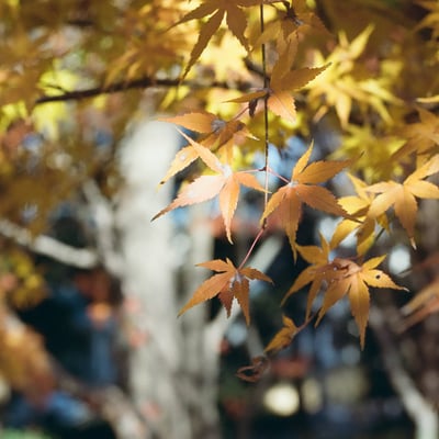 紅葉を