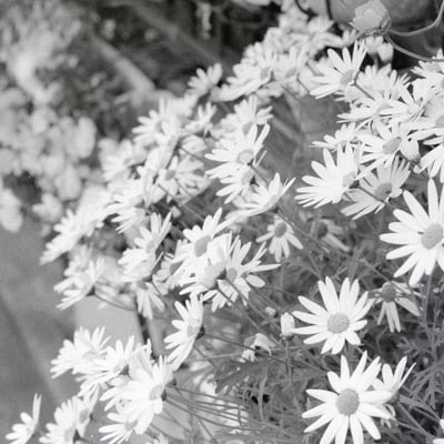 庭の花を