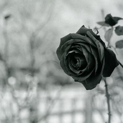 薔薇を