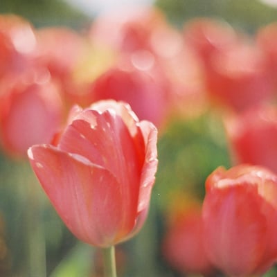 🌷