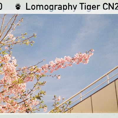 桜の思い出