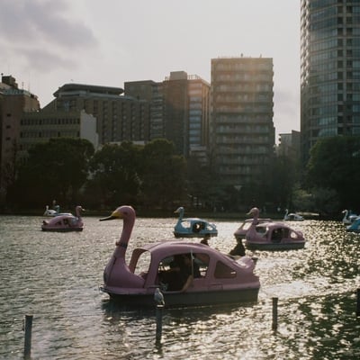 Swans