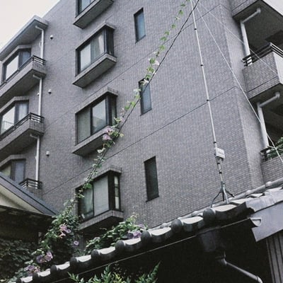 朝顔