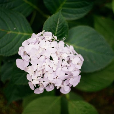 旬の花
