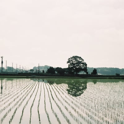 ６月の風景