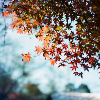 🍁