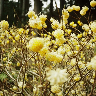 ミツマタの森