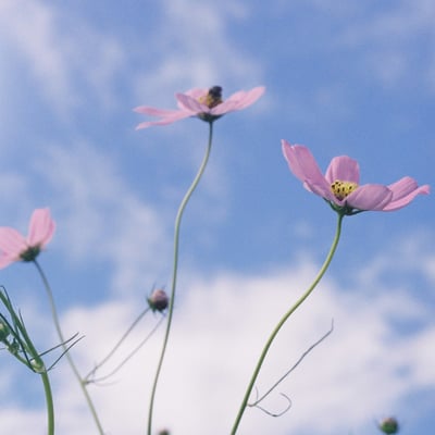秋空