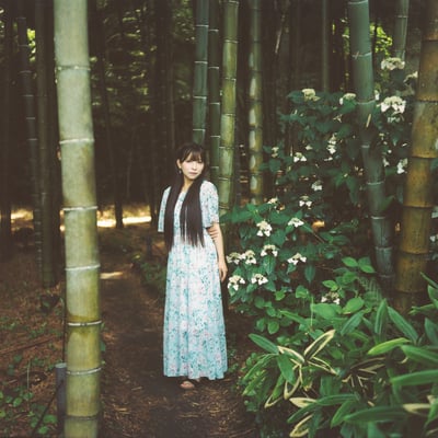 紫陽花