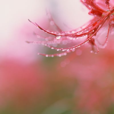 彼岸花