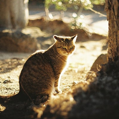 地域猫に新年のご挨拶