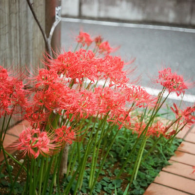 月並みに彼岸花