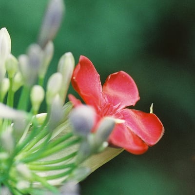 架空の花