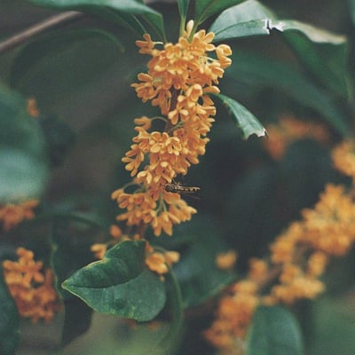 🐝