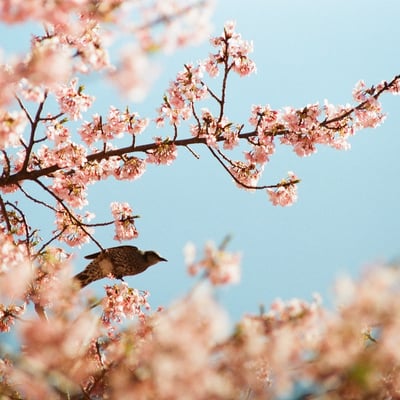 🌸🐦