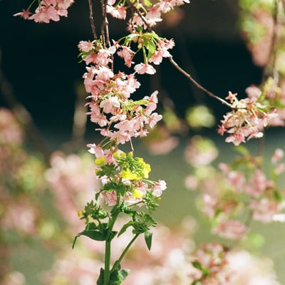花交わる