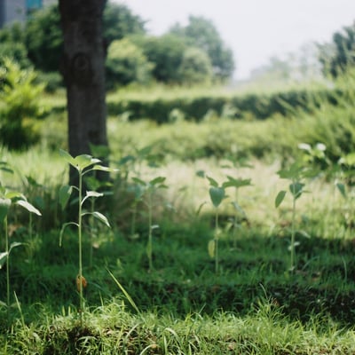 Canonet テストショット④