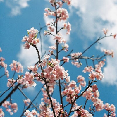 PINK×BLUE×WHITE