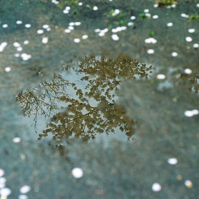花散らし