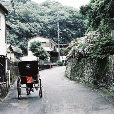 紫陽花の小径
