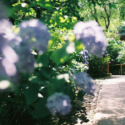 紫陽花の小径